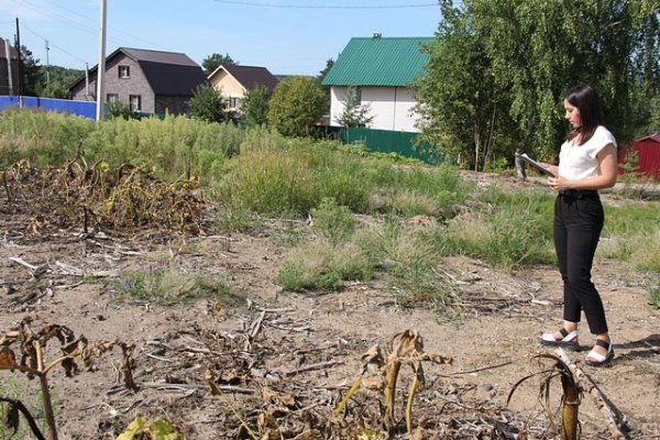 В Сыктывкаре завершаются работы по ликвидации борщевика