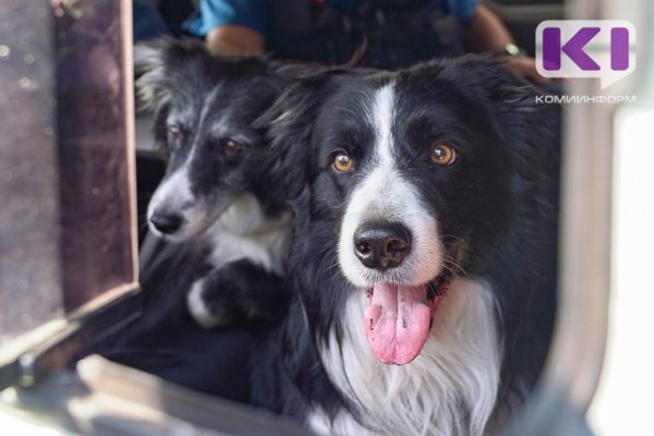 Прокуратура Усть-Вымского района выявила нарушения перевозке отловленных бездомных животных