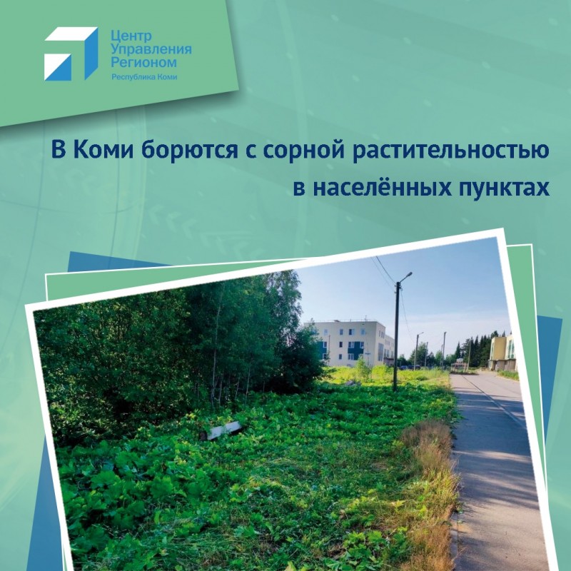 Решаем вместе: в Коми за две недели августа было зафиксировано более 50 сигналов о распространении борщевика 