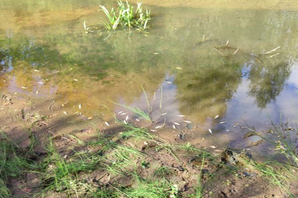 Специалисты взяли пробы воды из реки Човью в месте массовой гибели рыбы - Минприроды Коми
