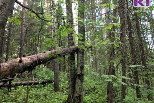 В Коми на солистку театра Ольгу Сосновскую во время прогулки по лесу упало дерево