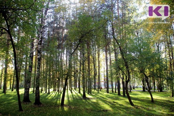 В Ухте за повреждение зеленых насаждений будут взимать компенсацию 