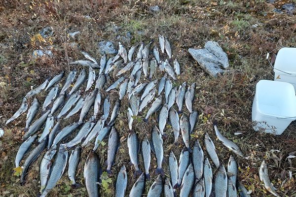 В Коми полицейские возбудили уголовное дело по незаконной ловле хариуса