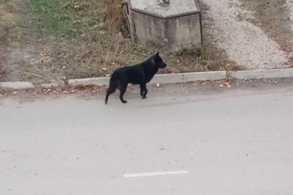 В Ухте возбуждено уголовное дело по факту получения ребенком травм в результате нападения собаки 