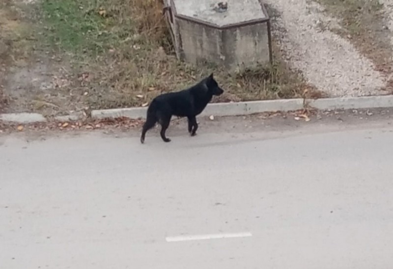 В Ухте возбуждено уголовное дело по факту получения ребенком травм в результате нападения собаки 