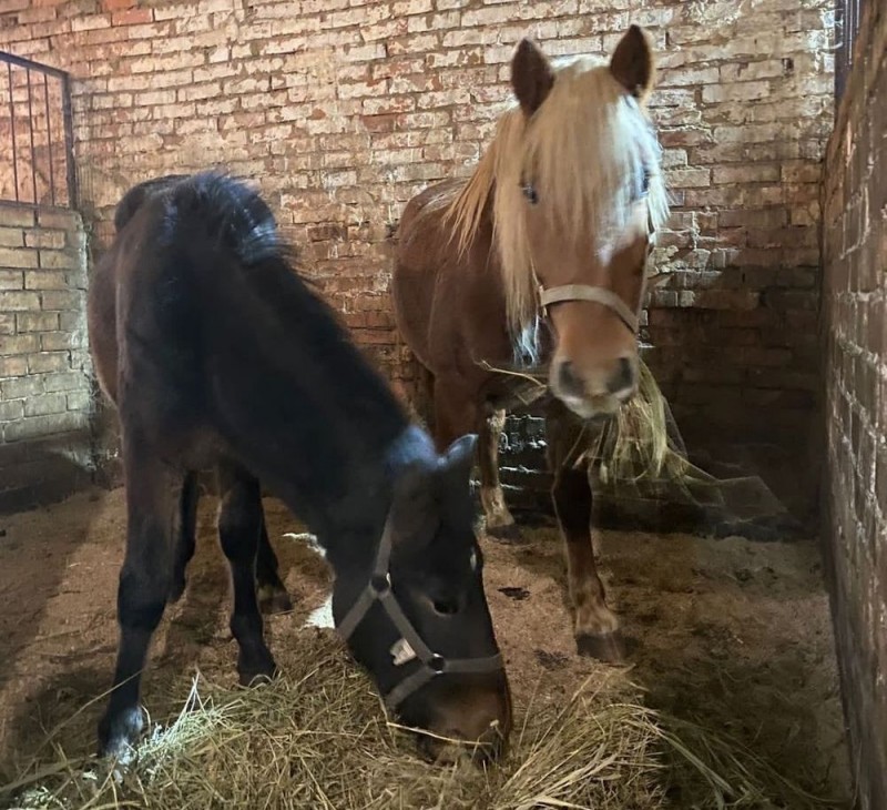 Жители Коми за три часа собрали нужную сумму, чтобы спасти трех лошадей и пони