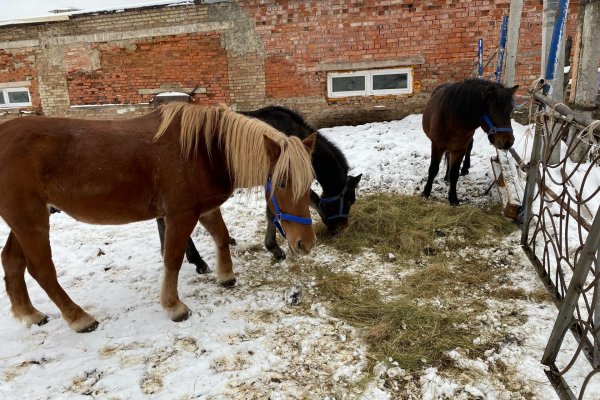 Ухтинский конноспортивный клуб 