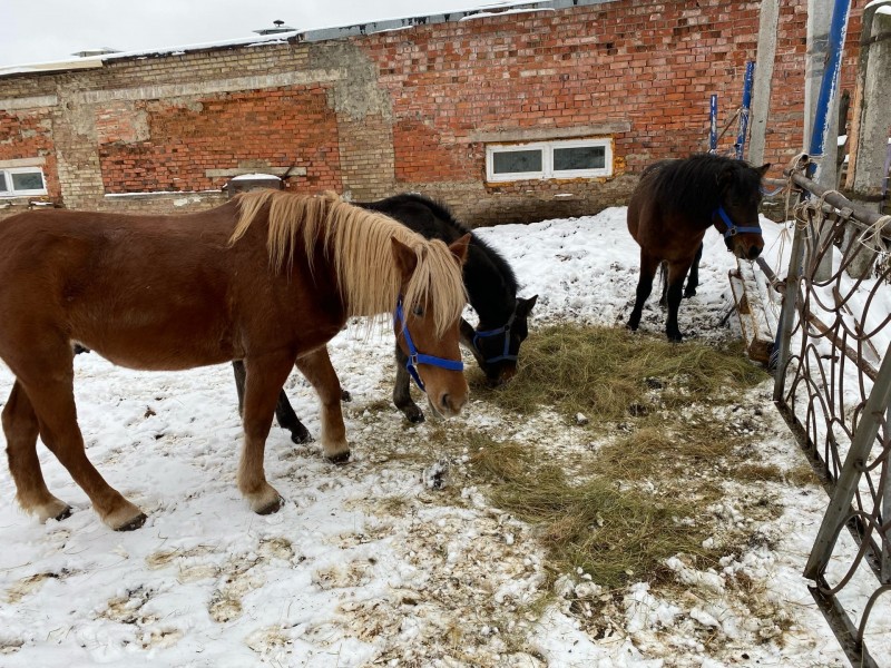 Ухтинский конноспортивный клуб "Планета" приглашает познакомиться со спасенными лошадьми и пони