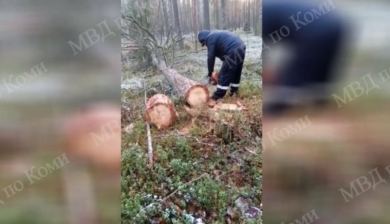 В Сыктывкаре на месте преступления задержаны "черные лесорубы"