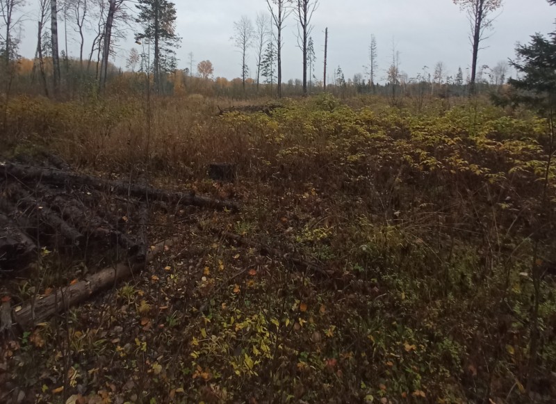 В Сысольском районе выявлен бизнесмен, причастный к незаконной рубке леса на 1,5 млн рублей