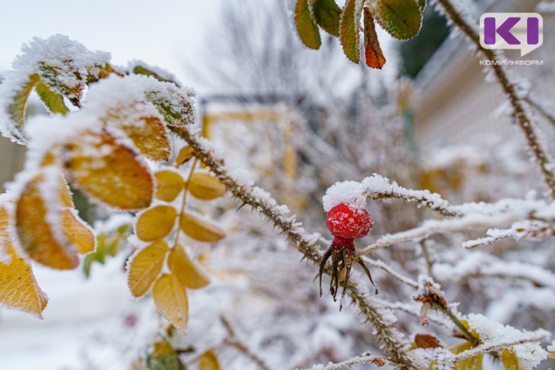 Погода в Коми 25 ноября: небольшой снег, туман, местами -18...-23°С