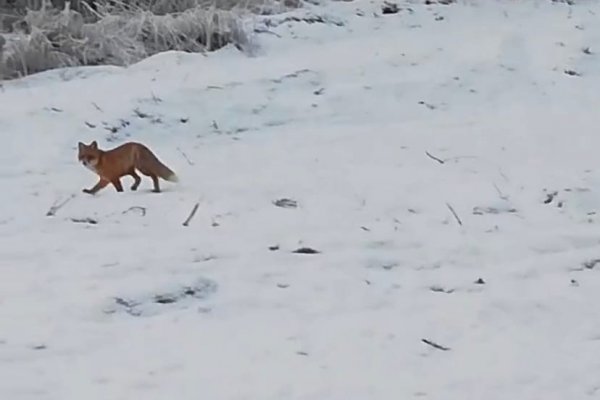 В Сыктывкаре водитель вовремя заметил лису на дороге