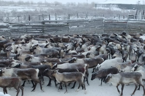 В оленеводческих хозяйствах Коми началась убойная кампания