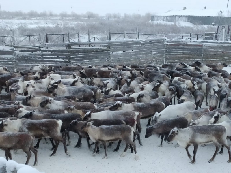 В оленеводческих хозяйствах Коми началась убойная кампания