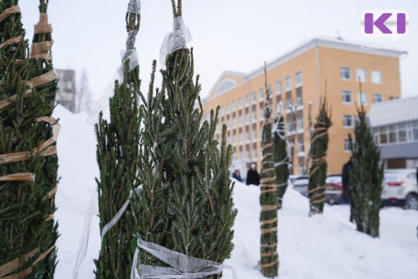 В Коми утверждены цены на новогодние ели