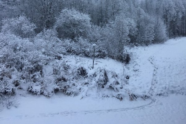 Жители Коми заметили следы волков в Морово