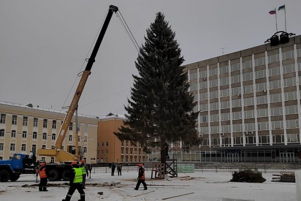 На Стефановской площади Сыктывкара установили главную зеленую красавицу республики