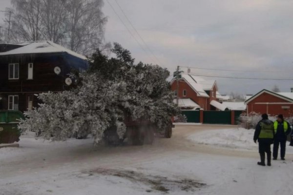 Вековую ель в сыктывкарском Лесозаводе вырубили по соображениям безопасности