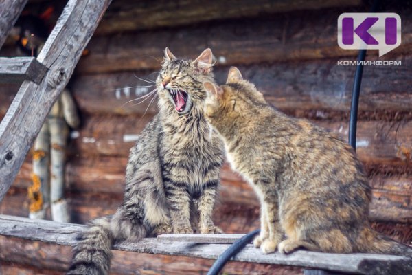 В Сыктывдине хозяин собак выплатит ущерб и компенсацию морального вреда за смерть соседского кота 