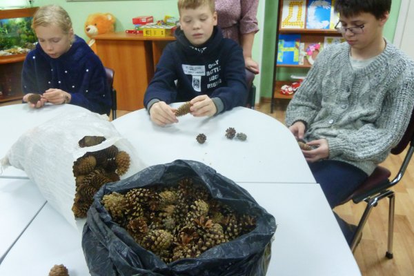 Школьные лесничества Коми подарят семенам и шишкам вторую жизнь в преддверии Нового года 