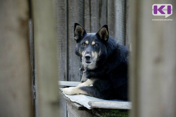 В Койгородском районе хозяйка собаки, покусавшей 5-летнюю девочку, компенсирует ребенку моральный вред