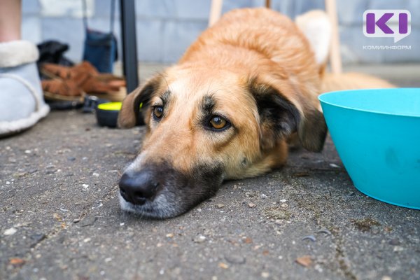 В Вуктыле ищут работников в службу отлова бездомных животных