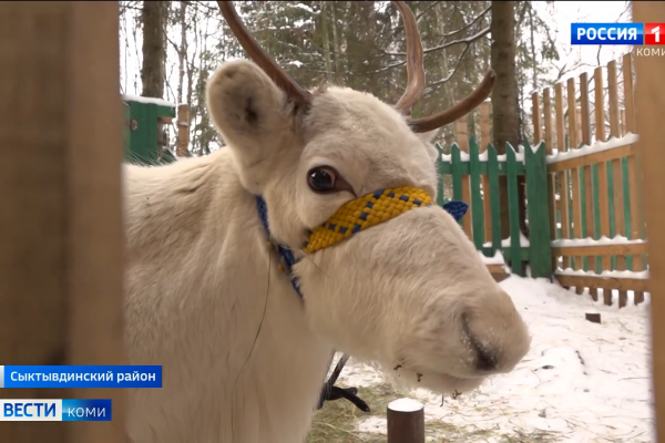 В экопарке Сыктывдинского района поселились северные олени из Ижмы и Воркуты