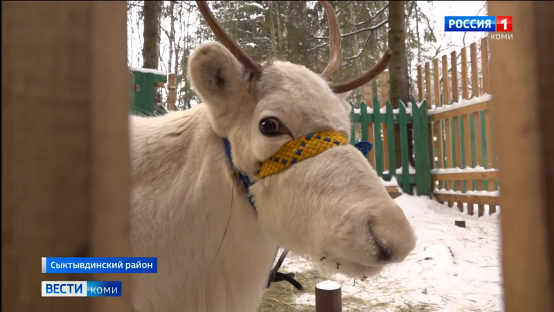 В экопарке Сыктывдинского района поселились северные олени из Ижмы и Воркуты