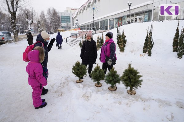 Более шести тысяч живых елей украсили дома жителей Коми в праздники 

