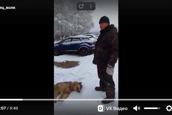 В Зеленце за сезон добыли третьего волка 