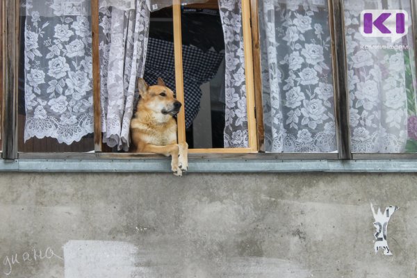 Питомцы сыктывкарского приюта 