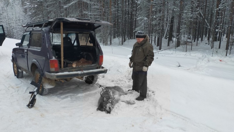 Усть-Кулом атакуют волки: в райцентре добыт шестой по счету хищник 