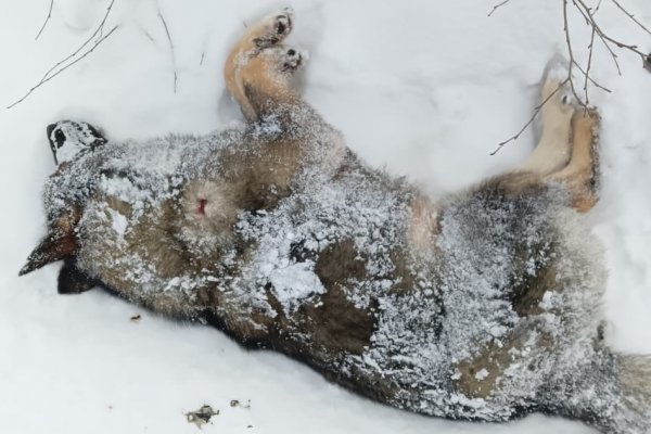 В Ухте неизвестный пристрелил трех бездомных собак