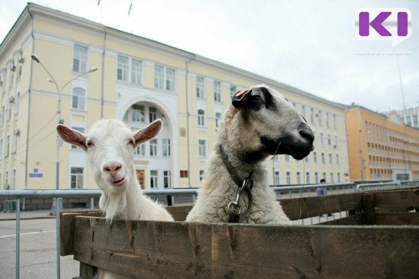 Житель Коми заболел клещевым энцефалитом после употребления сырого козьего молока