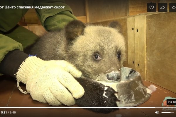 Удивительный процесс кормления новым для детенышей способом показал Центр спасения медвежат в Твери 