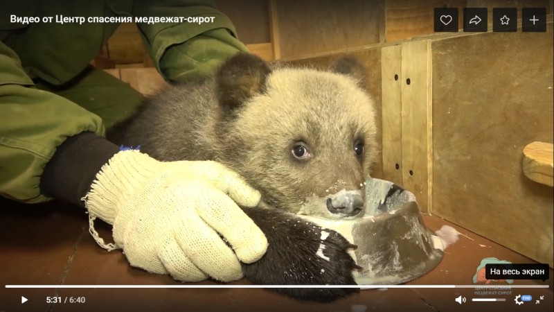 Удивительный процесс кормления новым для детенышей способом показал Центр спасения медвежат в Твери 