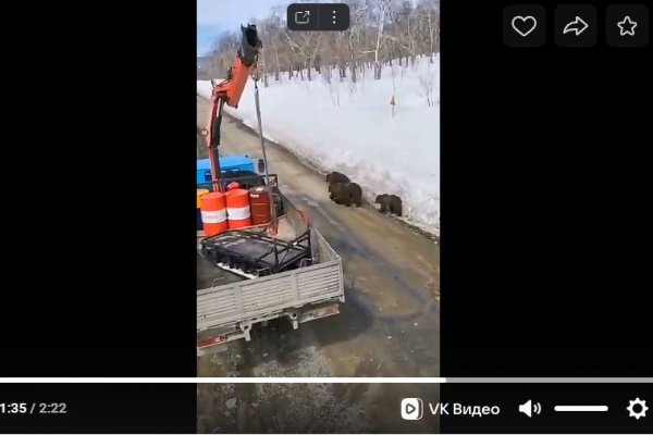 В Печоре вахтовики встретили колоритную медвежью семью 