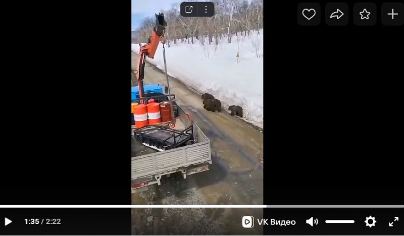 В Печоре вахтовики встретили колоритную медвежью семью 