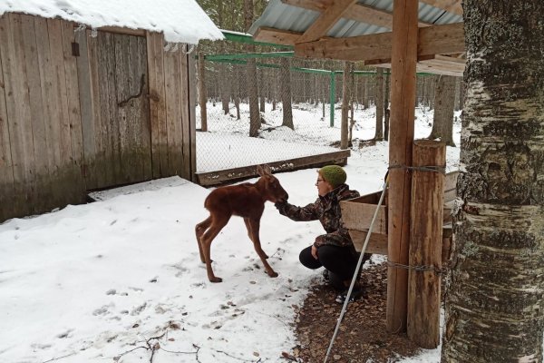 На лосеферме в Якше родился первый в этом году теленок 