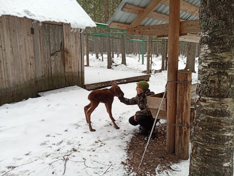 На лосеферме в Якше родился первый в этом году теленок 