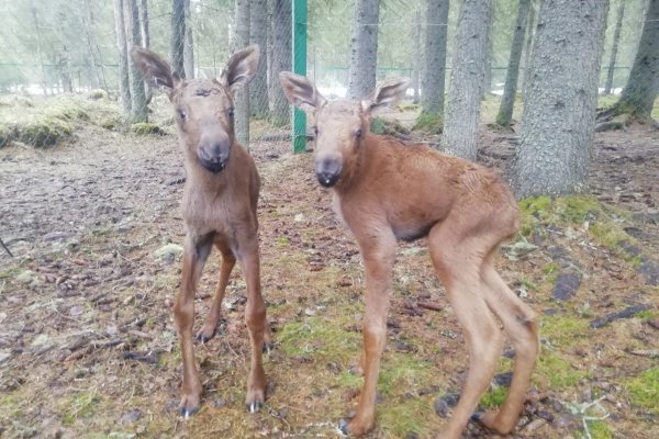 На лосиной ферме в Коми лосиха Гадя родила двойню