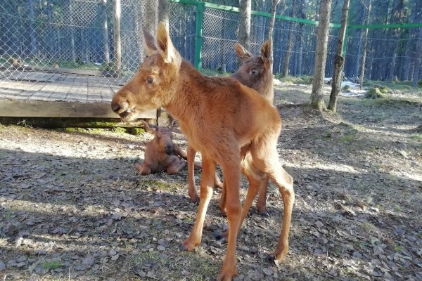 На лосеферме в Якше на свет появился крепкий лосенок Михей
