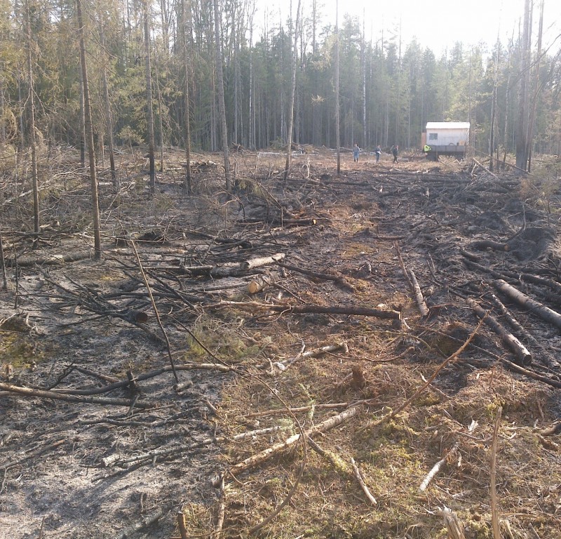 Выявлен виновный в первом лесном пожаре в Коми

