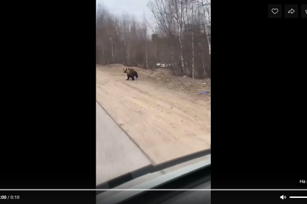 На дачи Вуктыла пришел медведь 