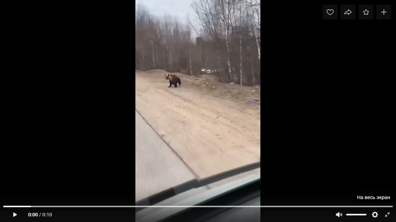 На дачи Вуктыла пришел медведь 