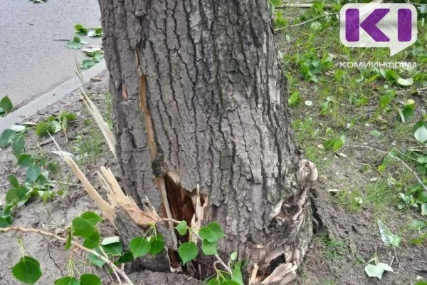 В Сыктывкаре проверят состояние деревьев