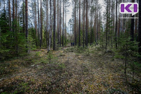 В Коми ограничено пребывание граждан в лесах