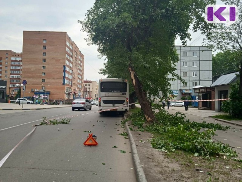 Что делать, если на машину упало дерево

