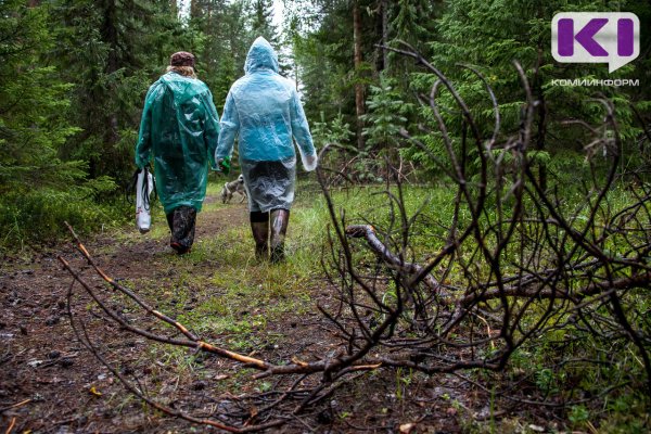 В Коми снято ограничение на посещение лесов