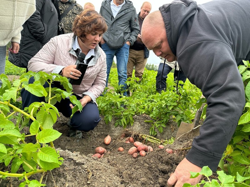 В Коми прошел День картофельного поля

